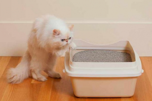 Najlepsze najlepsze wypełniacze do toalety cat